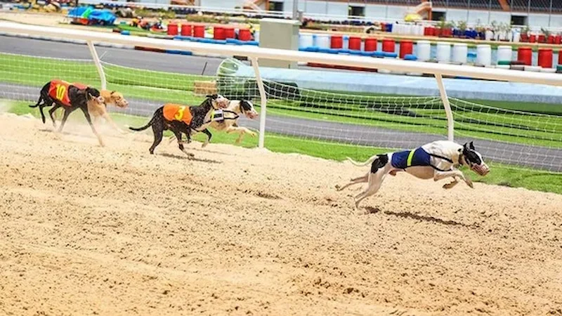 Cá cược Each-Way trong cuộc đua Greyhound